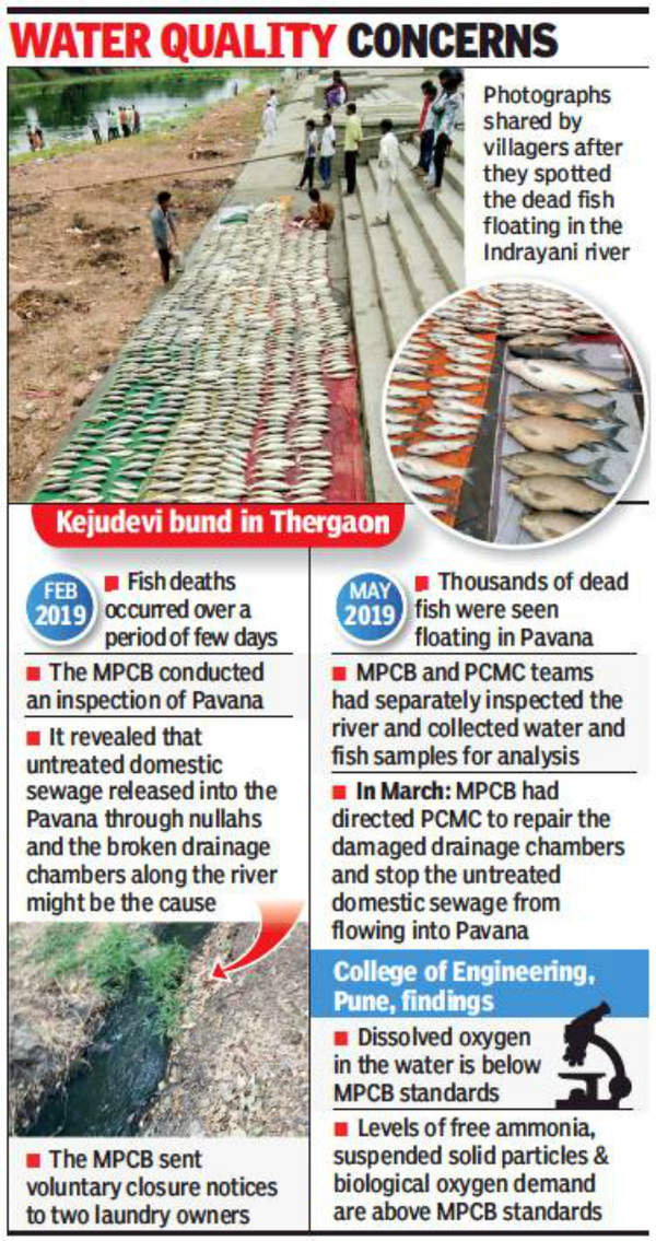 Thousands of dead fish float in Indrayani | Pune News - Times of India