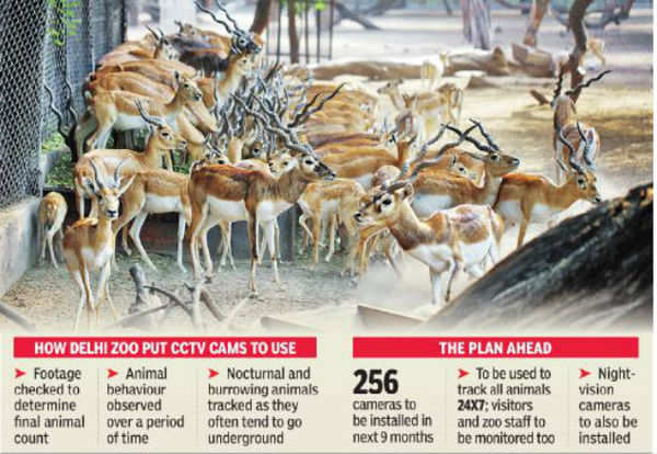 Oh deer! How CCTV cameras helped Delhi zoo with census | Delhi News - Times  of India