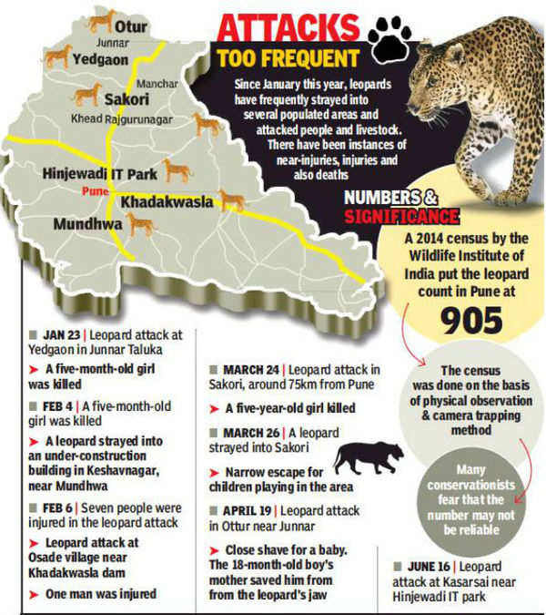 Pune: Humans and leopards tend to get dangerously close | Pune News - Times  of India