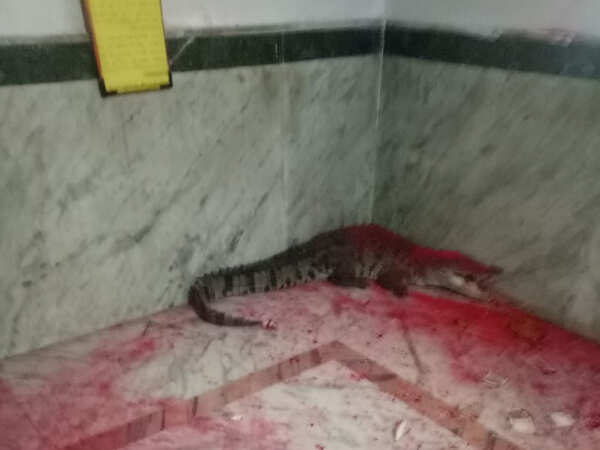 croc4