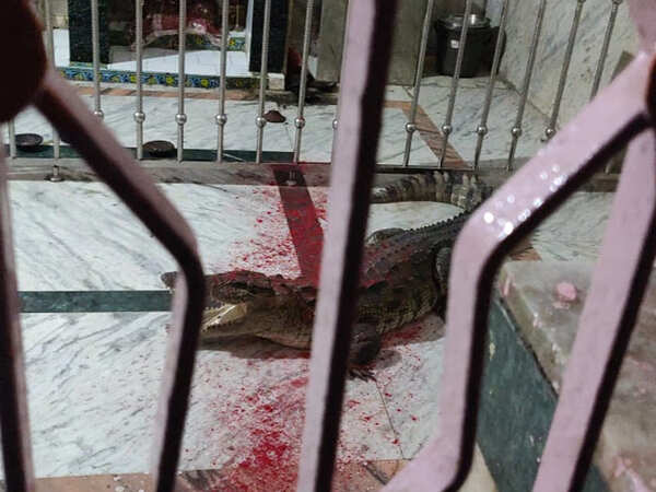 croc5