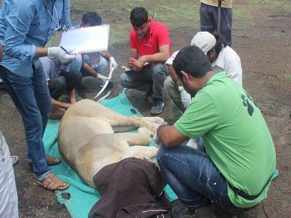 asiatic lion 2
