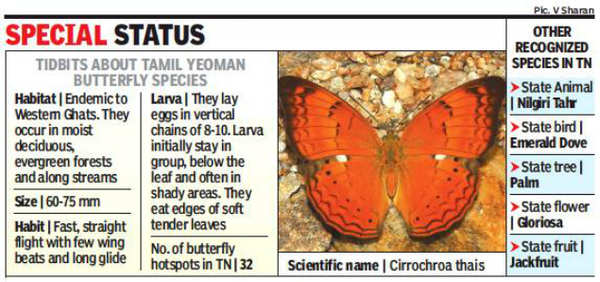 Winged wonder: Tamil Yeoman declared state butterfly of Tamil Nadu | Trichy  News - Times of India