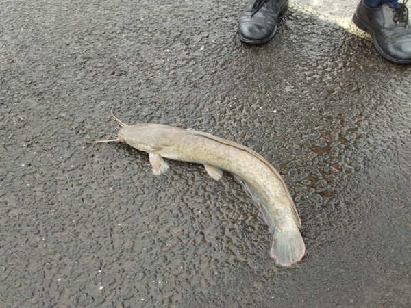 Oh fish! Catfish land on Juhu airport runway | Mumbai News - Times of India