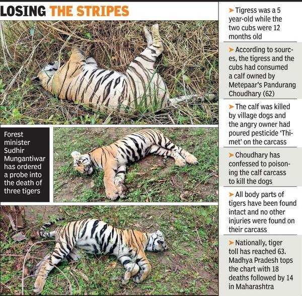 Photos: In revenge act, owner of calf poisons 3 tigers in Maharashtra ...