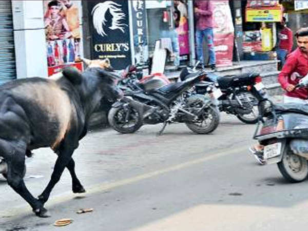 Stray bull goes berserk in Ambala cantonment | Chandigarh News - Times of  India