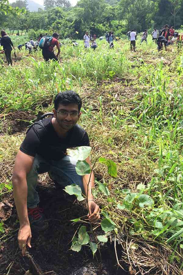 plant33