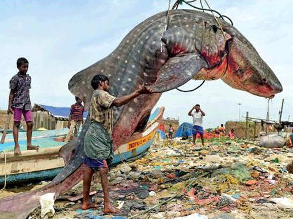 All hands on deck for a fish | Chennai News - Times of India