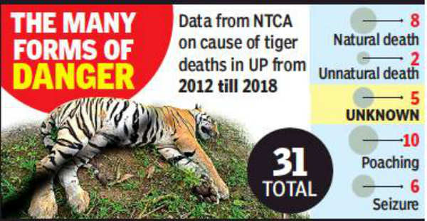 Lost tigers of UP: Over 6 years, 5 big cats have died of ‘unknown ...