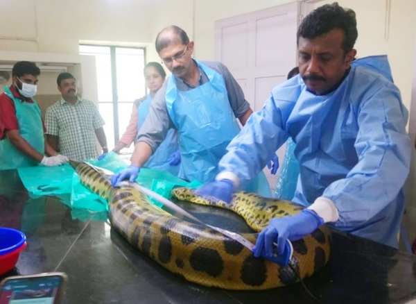 Anaconda Angela: Trivandrum zoo’s Angela passed away | Kochi News ...