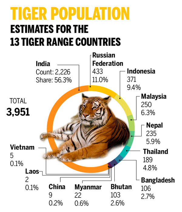 Nearly 2,000 tigers poached in last 19 years, India tops with 626