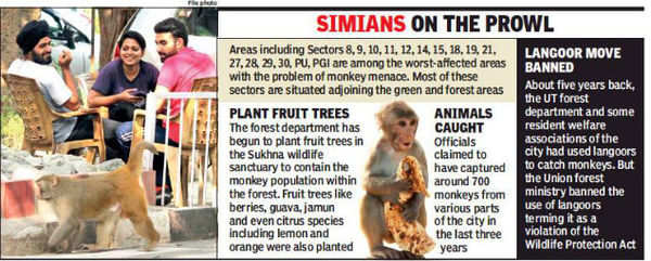 Now, STF to pack off monkeys from Chandigarh | Chandigarh News - Times of  India