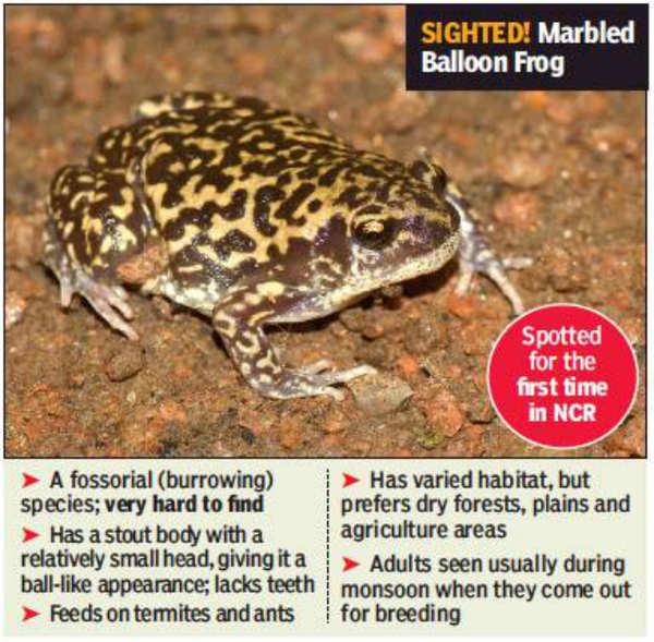 New leap: Spotting of a rare frog species at Asola cheers enthusiasts