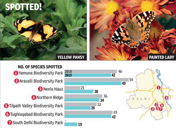 Insect everyone loves: Butterfly month ends with count in Delhi | Delhi ...