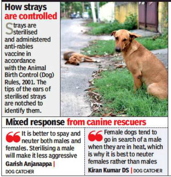 BBMP to sterilise only female stray dogs | Bengaluru News - Times of India