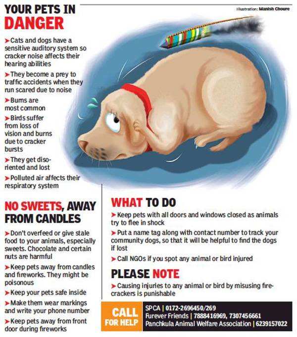 Ambulance, cars to look out for injured animals on Diwali in Chandigarh