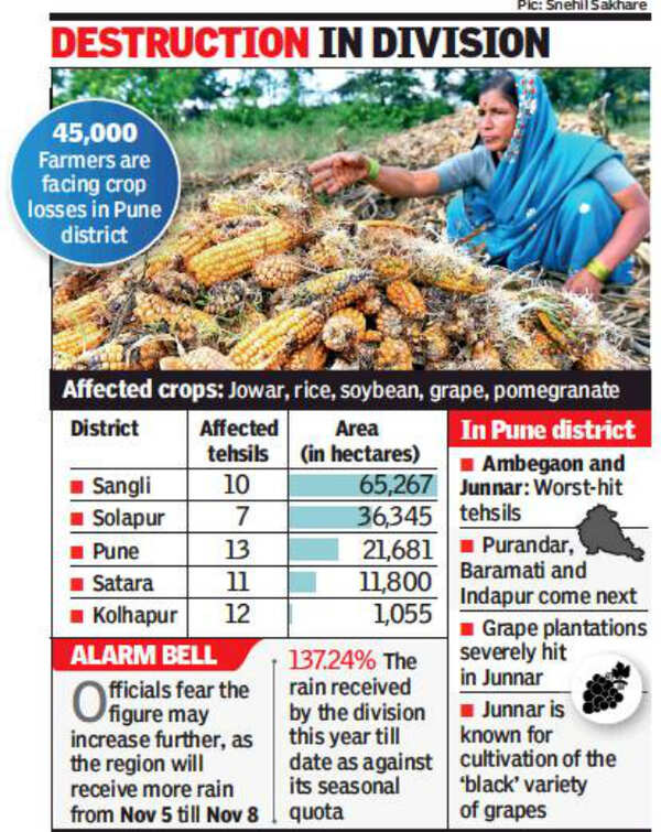 Maharashtra: Post-monsoon rain damages crops on 1.36 lakh hectare ...