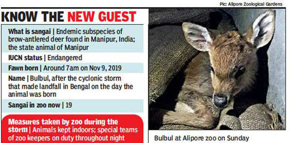 West Bengal: Endangered deer born on day of cyclone, Alipore zoo names it  Bulbul
