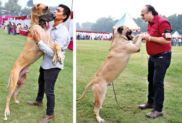 (L) I’m scared! Austil the Great Dane seems to be telling his handler (R) STAND BY ME: Nitin Kumar with Bruno, a Bull Mastiff (BCCL/ Aditya Yadav)