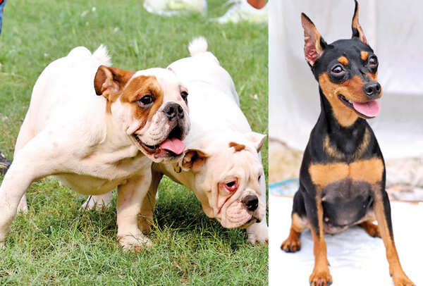 (L) WHO’S THE PRETTIER OF US TWO? Juli & Rima (R) I’M ALL EARS! Whisky, Miniature Pinscher (BCCL/ Aditya Yadav)