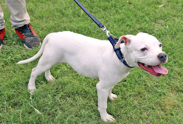 QUITE A BULLY: Lucky, a Pakistani Bully (BCCL/ Aditya Yadav)