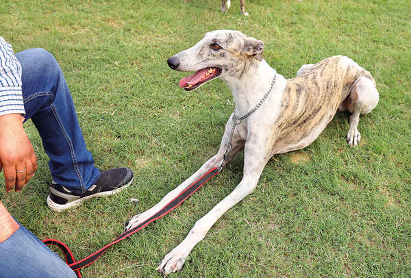Lissome Lass: Ujaala, the Rampur Hound (BCCL/ Aditya Yadav)