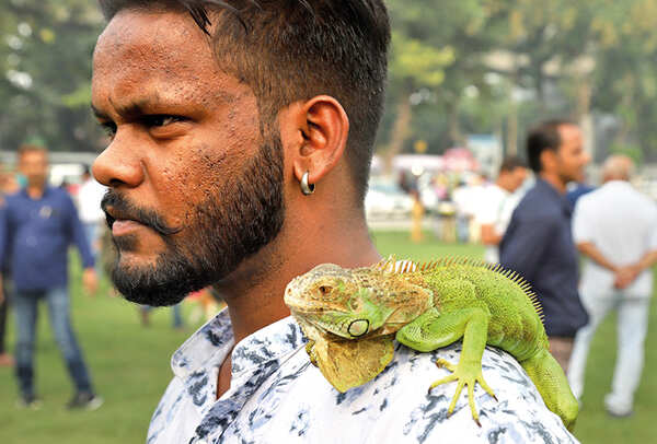Jelly, the Iguana showing its true colours (BCCL/ Aditya Yadav)