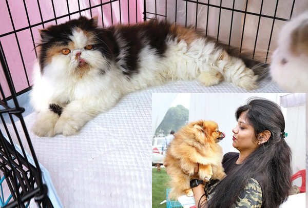 (L) Lersie the La Lico Persian Cat was the centre of attraction at the event (R) AAKNHON-AANKHON MEIN: Darshita Srivastava & Fanny her Pomeranian (BCCL/ Aditya Yadav)