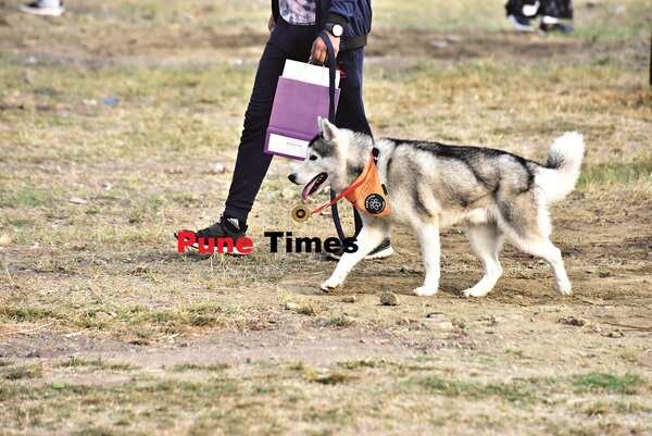 pt_pet marathon (10)