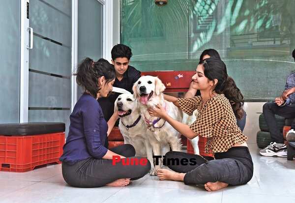 Meet the canines who work part-time, providing animal-assisted therapy to humans - Times of India Meet the canines who work part-time, providing animal-assisted therapy to humans - Times of India