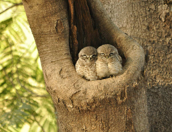Urban jungles provide birdwatching spots for spotted owlets