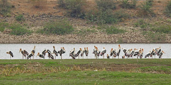 Painted storks at Kishanpura lake