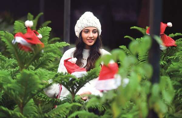 real_christmas_tree (3)
