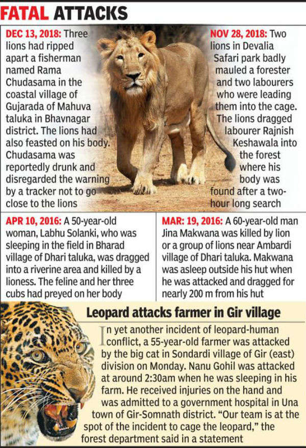 Lion mauls farm labourer to death in Gujarat's Amreli village; caged ...