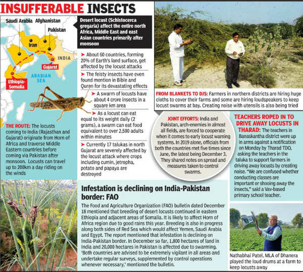 Gujarat faces deadliest locust attack since 1994 Ahmedabad News