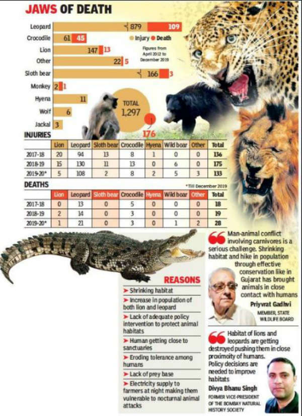 Gujarat: 109 persons killed in leopard attacks in last 8 years ...