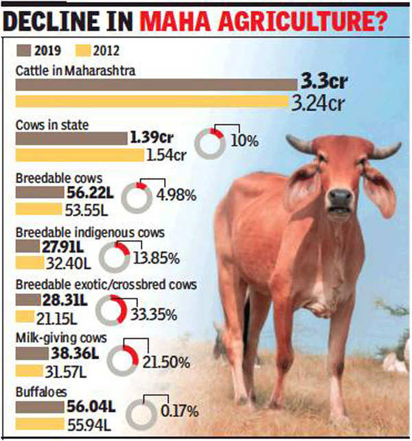 Maharashtra: Cows decrease by 10 per cent as farmland reduces | Mumbai News  - Times of India