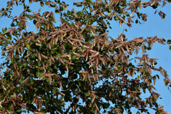 Locust