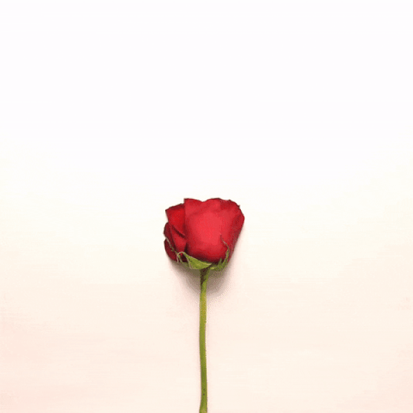 Happy Propose Day 2025: Images, quotes, wishes, greetings, messages, cards,  pictures, GIFs and wallpapers - The Times of India