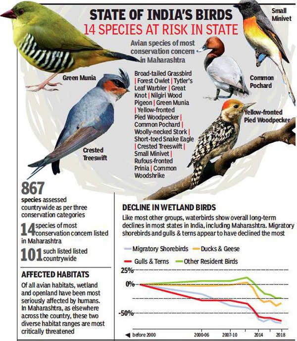 Fewer birds seen in Maharashtra owing to 85 per cent wetland loss across  creek | Mumbai News - Times of India