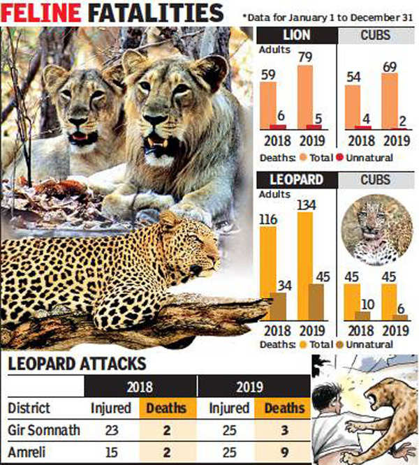 Gujarat: 261 lions, 340 leopards died in two years | Ahmedabad News ...