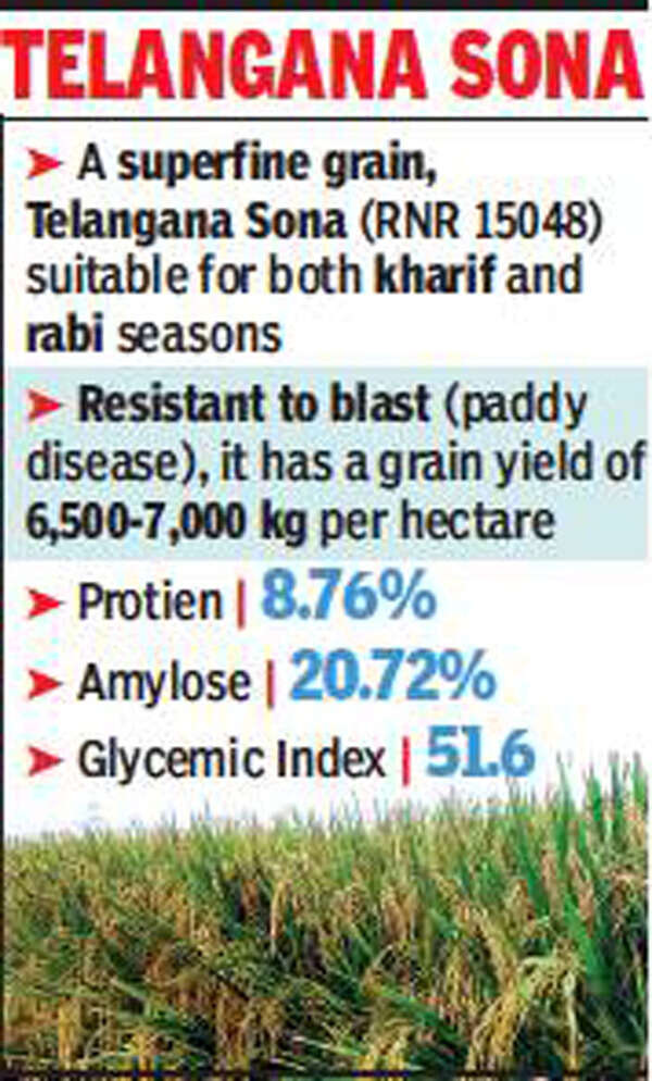 Telangana grows ‘golden’ rice that’s fit for diabetic diet, soft on ...