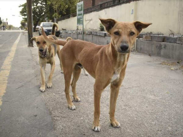 dog2_ED