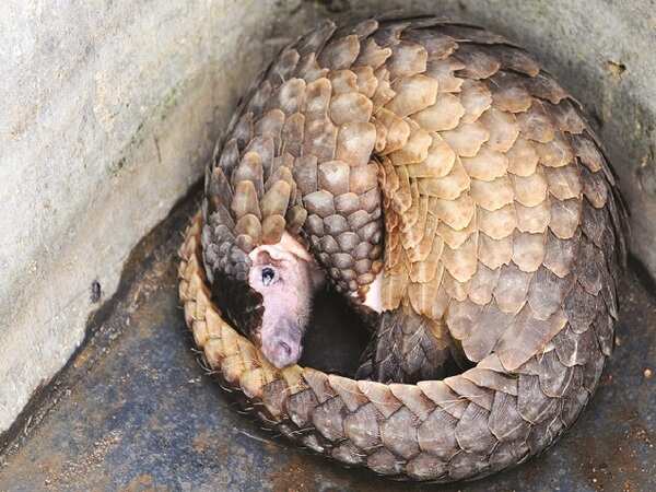 Times Evoke: ‘Pangolins are shy, elusive creatures — and possibly the ...