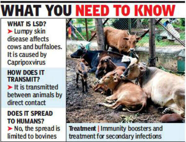 New infection in cows creates panic in Andhra Pradesh | Vijayawada News ...