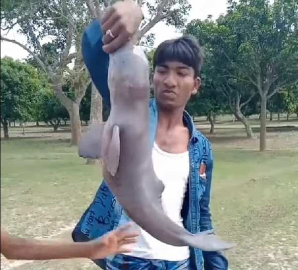 Bengal: As Gangetic Dolphin Returns To Hoogly River, Men Torture