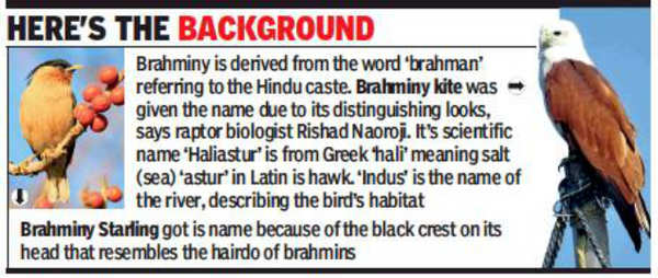 Online poll to weed out caste-based names of birds | Chennai News - Times  of India
