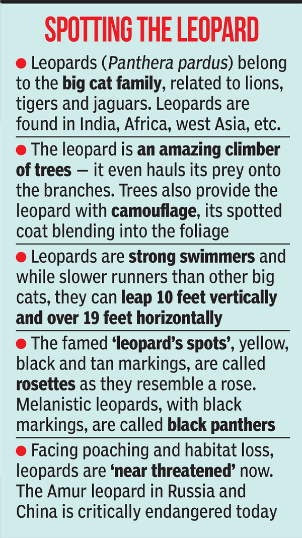 'Lessons I learned from my friend, the leopard' | India News - The ...