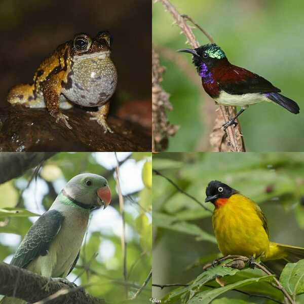 Some of the endemic species that will be affected due to habitat fragmentation; shot by Omkar Dharwadkar