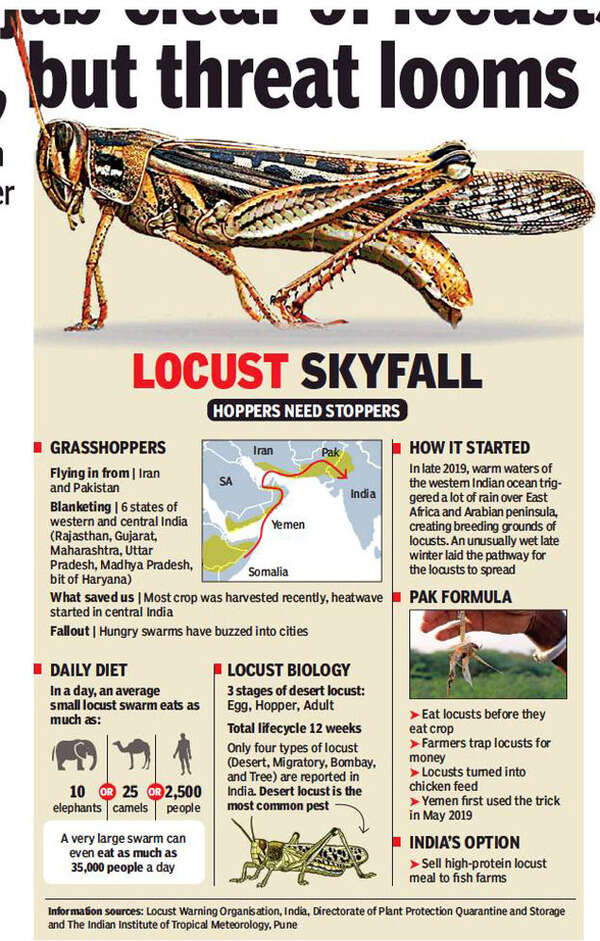 Punjab clear of locusts for now, but threat looms large | Amritsar News ...
